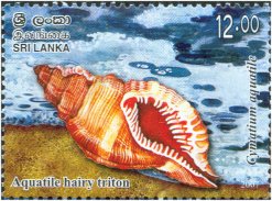 Seashells of Sri Lanka - Cymatium acquatile (Reeve, 1844) Aquatile hairy triton - Ceylon & Sri Lanka - Mint Stamps