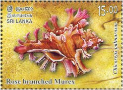 Seashells of Sri Lanka - Chicoreus palmarosae (Lamarck, 822) Rose Branched Murex - Ceylon & Sri Lanka - Mint Stamps