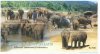 Orphaned Giants on Earth (Elephant Orphanage Pinnawala) - Ceylon & Sri Lanka - Stamp Mini Sheets (Souvenir Sheets)