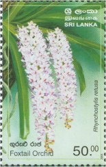 Provincial Flowers of Sri Lanka - Foxtail Orchid - Sri Lanka Mint Stamps