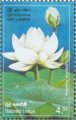 Provincial Flowers of Sri Lanka - Sacred Lotus - Sri Lanka Mint Stamps