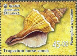 Mint Stamp-Seashells of Sri Lanka - Pleuroploca trapezium (Linnaeus, 1758) Trapezium horse-conch